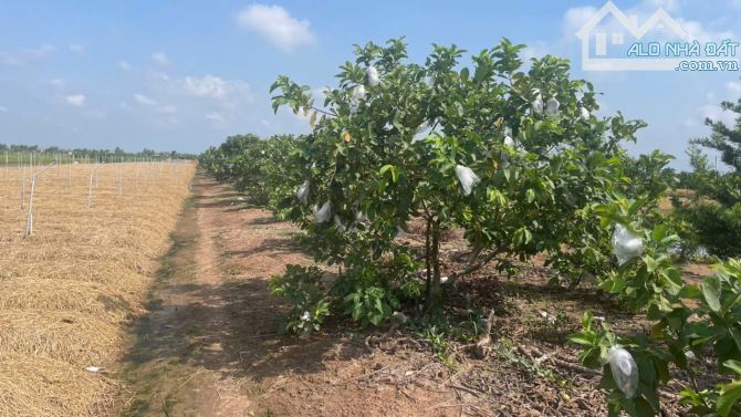 B.á.n 2,6 công đất vườn cây ăn trái sẵn, Ôtô tại Tân Thành, Gò Công, Tiền Giang giá 1,5 tỷ - 1