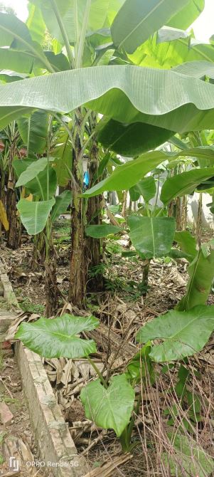 🔥 SIÊU HOT GIANG BIÊN – ĐẤT ĐẸP GIÁ TỐT KHÓ TIN 🔥 42M2 - GIÁ CHỈ 4,2TỶ 📍 - 1