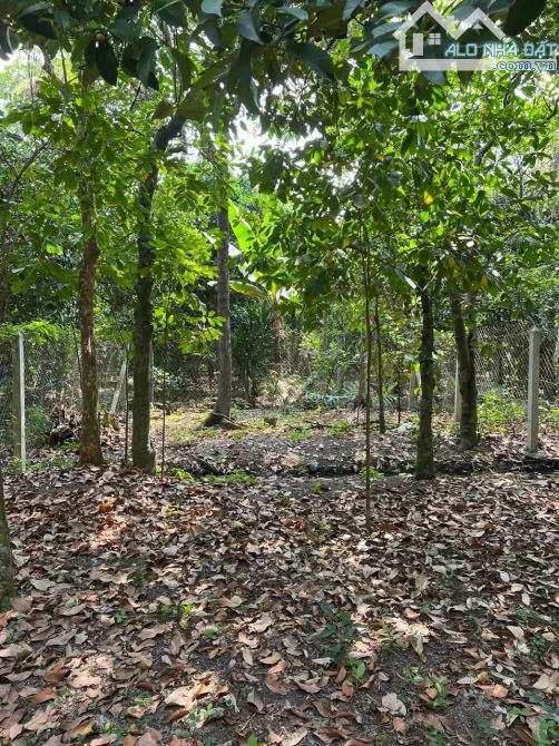 Bán 200m2 đất vườn cây ăn trái ở An Sơn, Thuận An gần bến đò An Sơn giá 3,8 tỷ - 1