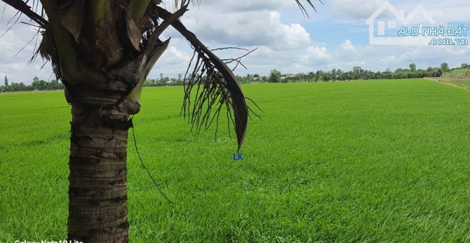 🔰 Bán đất lúa: 18.500m² (79m x 234m) 🔰 Đường thủy lợi  (xe máy tới đất), xã Mỹ Hội - 1