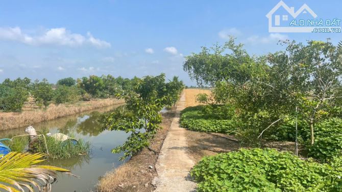 B.á.n 2,6 công đất vườn cây ăn trái sẵn, Ôtô tại Tân Thành, Gò Công, Tiền Giang giá 1,5 tỷ - 2