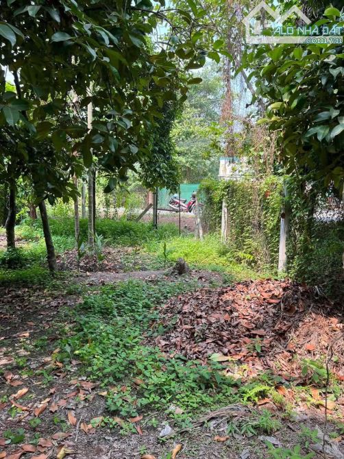 Bán 200m2 đất vườn cây ăn trái ở An Sơn, Thuận An gần bến đò An Sơn giá 3,8 tỷ - 2