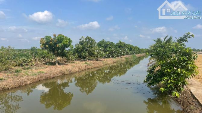 B.á.n 2,6 công đất vườn cây ăn trái sẵn, Ôtô tại Tân Thành, Gò Công, Tiền Giang giá 1,5 tỷ - 5