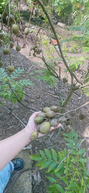 B.á.n 2,6 công đất vườn cây ăn trái sẵn, Ôtô tại Tân Thành, Gò Công, Tiền Giang giá 1,5 tỷ - 6