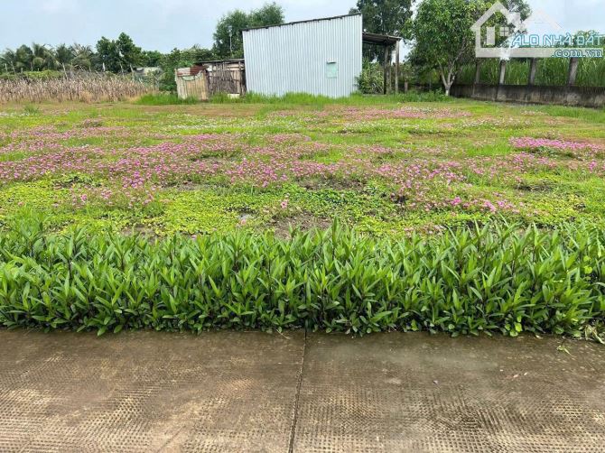 300m đất thổ 12.6*24 mặt tiền đường GTNT Cần Giuộc chỉ 5tr3/m - 1
