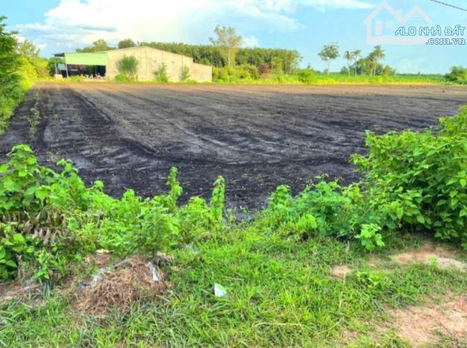 Bán 1 mẫu đất đen chà là chỉ có 6 tỷ