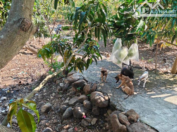 Chủ ko có thời gian chăm sóc và kinh doanh miếng đất rẫy 2,6 Héc nên cần bán cho chủ mới c - 3