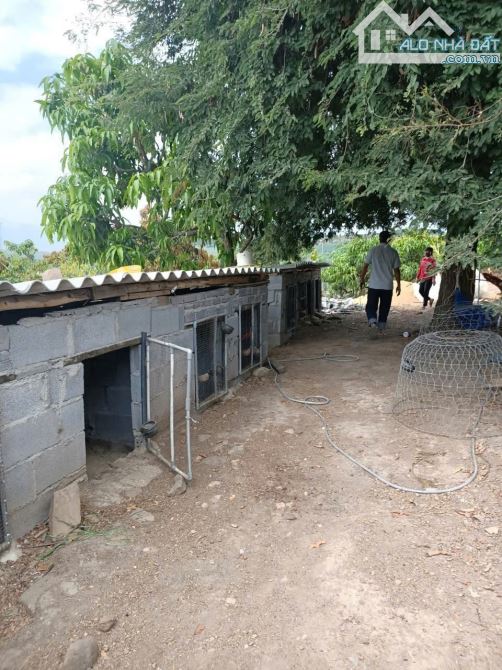 Chủ ko có thời gian chăm sóc và kinh doanh miếng đất rẫy 2,6 Héc nên cần bán cho chủ mới c - 6
