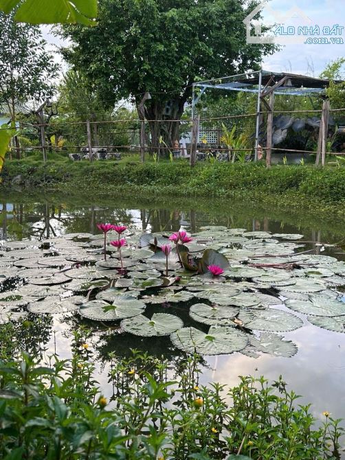 Bán nhanh Homestay nghỉ dưỡng đang vận hành tại xã Đất Đỏ,TDT:gần 12.000m2 giá bán:19,9 tỷ - 13