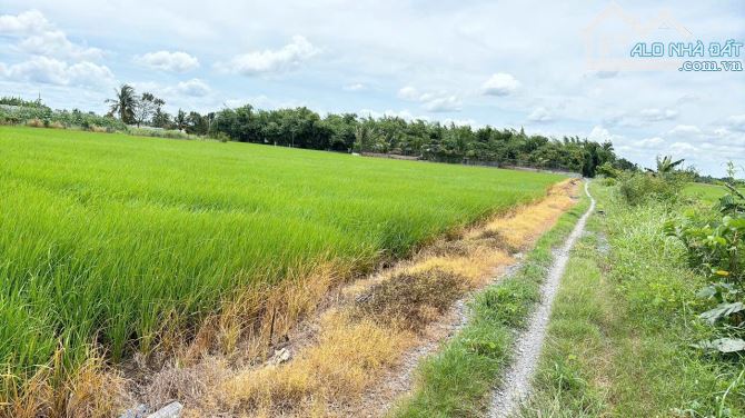 633 lúa + 150m2 thổ sát nhựa quê mỹ thạnh_Tân trụ_ 1tỷ 49 triệu giá mềm nhũn - 3