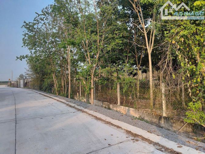 Cần bán đất mặt tiền Bùi Thị Mộng 1/ đường Phú Thuận xã Phú Mỹ Hưng 50x60 300m thổ cư 3100 - 4