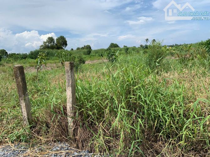 Bán gần 5 công lúa gâgn CHỢ THANH PHÚ LONG giá 2,5 tỷ