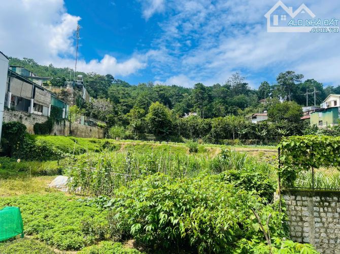 Đất xây biệt thự view thông Hùng Vương gần 250m2 full thổ chỉ hơn 8 tỷ P10 Đà Lạt