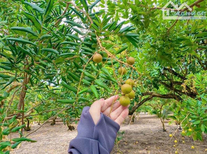 VƯỜN NHÃN 2 MẶT TIỀN ĐƯỜNG NHỰA, SẴN THỔ CƯ, CẠNH THỊ TRẤN GẦN CAO TỐC VÀ GẦN BIỂN HỒ TRÀM - 1
