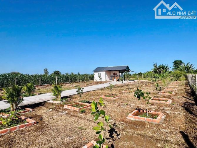 Bán Gấp Nhà Vườn Liền Kề Hồ Đã Xây Rào Và Trồng Cây Ăn Trái Chỉ 1.5 Tỷ - 4