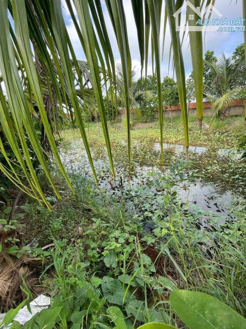 Mặt tiền Kênh Đại Hội, xã Thuận Thành, Cần Giuộc, 2000m2 - 5