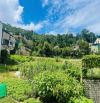 Đất xây biệt thự view thông Hùng Vương gần 250m2 full thổ chỉ hơn 8 tỷ P10 Đà Lạt