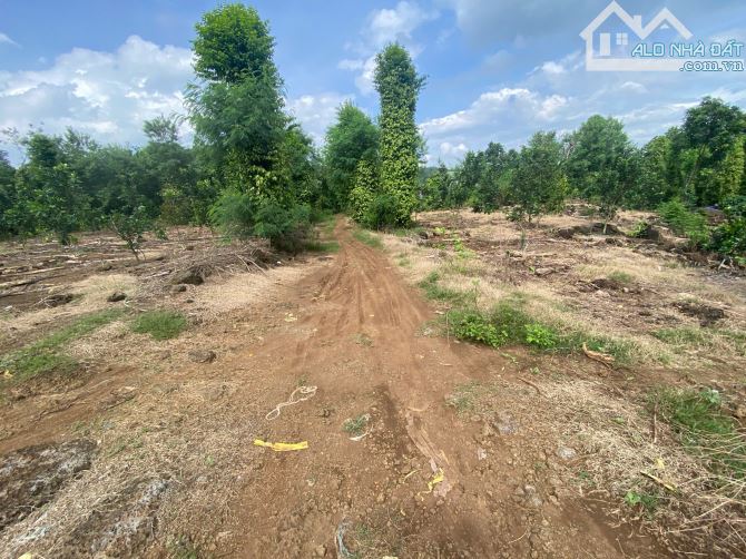 3ha đất,chỉ 800 triệu ha,đất có điện nước đầy đủ,thích hợp lập vườn cây ăn trái