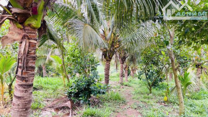 🌈🌈 CHỦ CẦN BÁN GẤP VƯỜN TRÁI CÂY SIÊU RẺ ĐẸP LÁNG DÀI 2900m2  BÁN VƯỜN TRÁI CÂY DT 2900m - 1