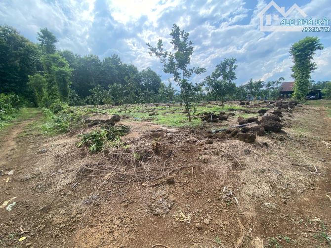 3ha đất,chỉ 800 triệu ha,đất có điện nước đầy đủ,thích hợp lập vườn cây ăn trái - 2