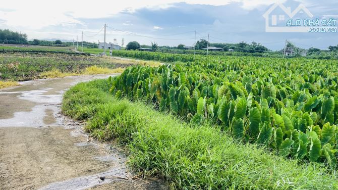 Chủ Gửi Bán Lô Đất Mặt Tiền Đường Bê Tông 5m Cách Đường nhựa 100m Đất Thuộc Xã Láng Dài - 3