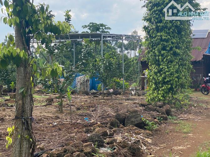 3ha đất,chỉ 800 triệu ha,đất có điện nước đầy đủ,thích hợp lập vườn cây ăn trái - 3