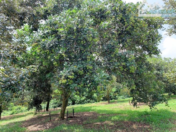 Bán khoảng 5 sào 7 (5681m2) đất Láng Lớn, huyện Châu Đức, BRVT. - 3