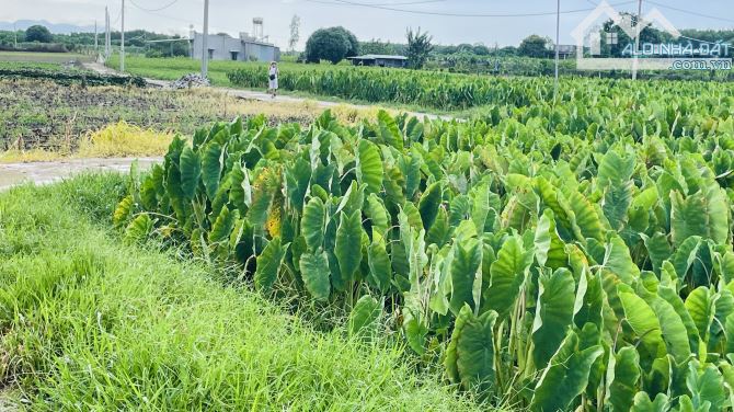 Chủ Gửi Bán Lô Đất Mặt Tiền Đường Bê Tông 5m Cách Đường nhựa 100m Đất Thuộc Xã Láng Dài - 4