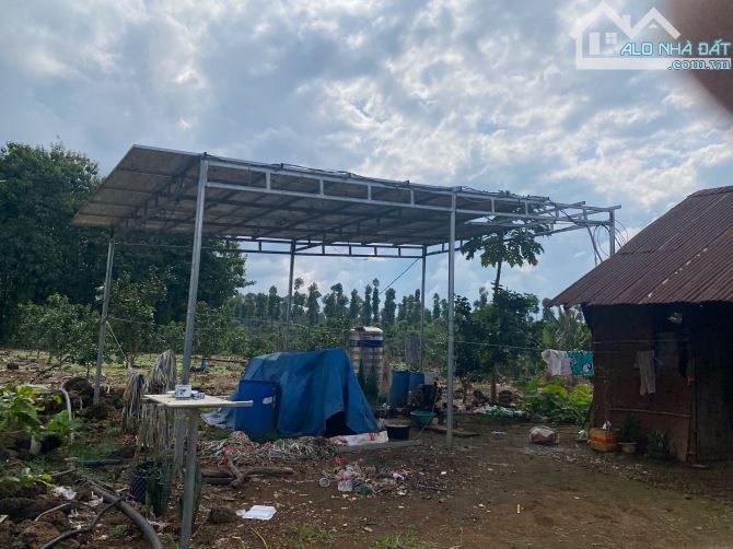 3ha đất,chỉ 800 triệu ha,đất có điện nước đầy đủ,thích hợp lập vườn cây ăn trái - 4