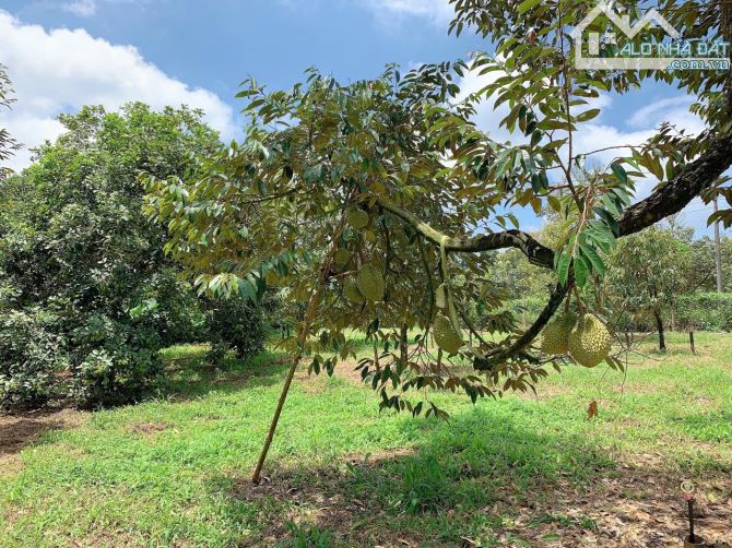 Bán khoảng 5 sào 7 (5681m2) đất Láng Lớn, huyện Châu Đức, BRVT. - 4