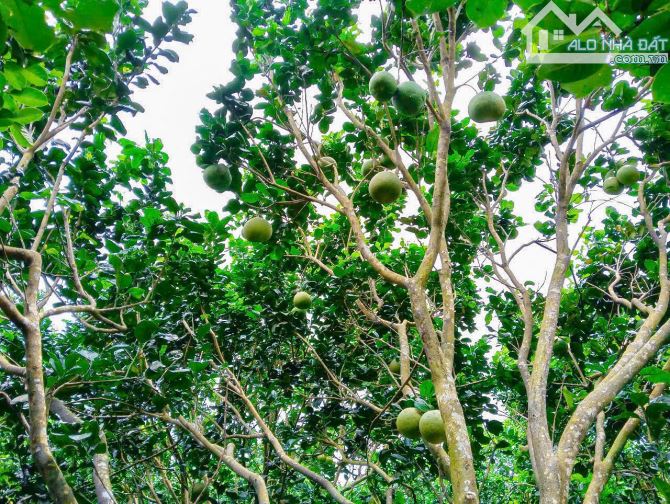 VƯỜN TRÁI CÂY VIEW SUỐI, SẴN THỔ CƯ, CÁCH ĐƯỜNG XÀ BANG - LÁNG LỚN 300M, LIỀN KỀ THỊ TRẤN