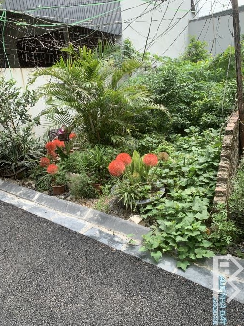 61tr/m2 đất đẹp tiên kha- tiên dương-đông anh, ngõ thông ô tô vào - 1