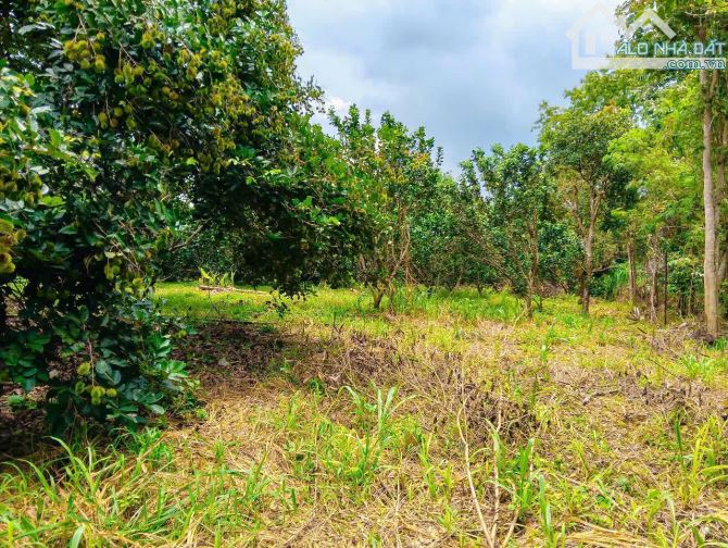 VƯỜN TRÁI CÂY VIEW SUỐI, SẴN THỔ CƯ, CÁCH ĐƯỜNG XÀ BANG - LÁNG LỚN 300M, LIỀN KỀ THỊ TRẤN - 1