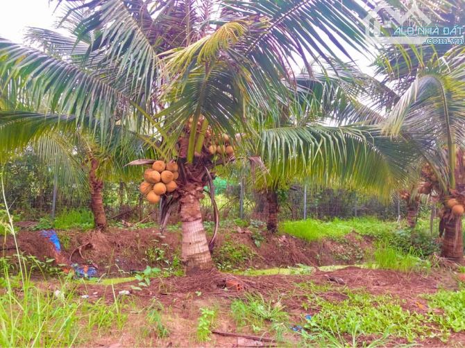 💎 Đất Đẹp (46 x 72m) xây nhà vườn đường xe hơi xã Tân Tây cũ gần Tỉnh Lộ 873B - 2