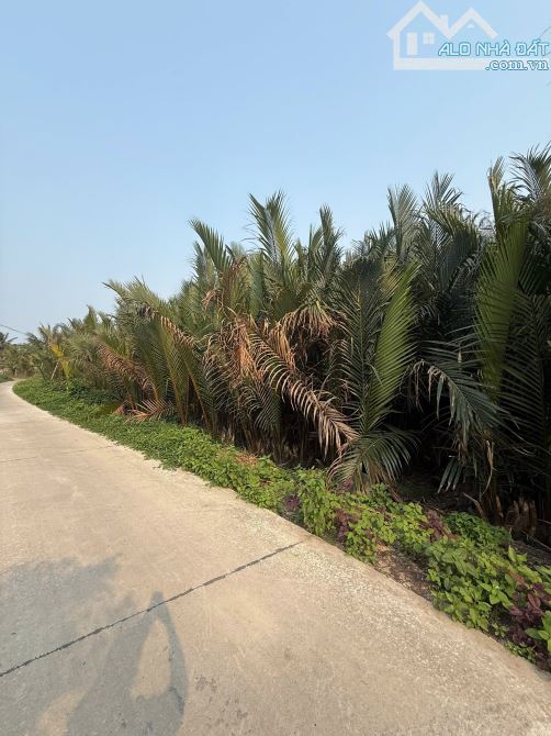 SIÊU RẺ Cẩm Thanh HỘI AN góc 2 mặt tiền View Dừa , Hồ , Sông - 3