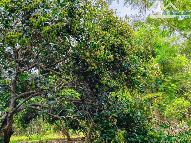 VƯỜN TRÁI CÂY VIEW SUỐI, SẴN THỔ CƯ, CÁCH ĐƯỜNG XÀ BANG - LÁNG LỚN 300M, LIỀN KỀ THỊ TRẤN - 3