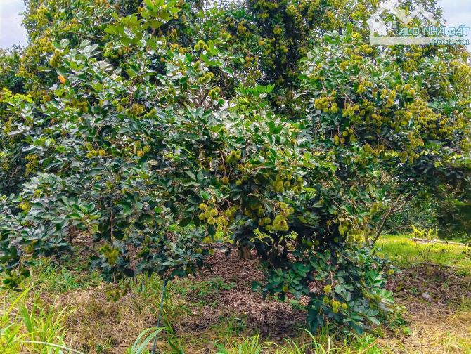 VƯỜN TRÁI CÂY VIEW SUỐI, SẴN THỔ CƯ, CÁCH ĐƯỜNG XÀ BANG - LÁNG LỚN 300M, LIỀN KỀ THỊ TRẤN - 4