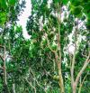 VƯỜN TRÁI CÂY VIEW SUỐI, SẴN THỔ CƯ, CÁCH ĐƯỜNG XÀ BANG - LÁNG LỚN 300M, LIỀN KỀ THỊ TRẤN