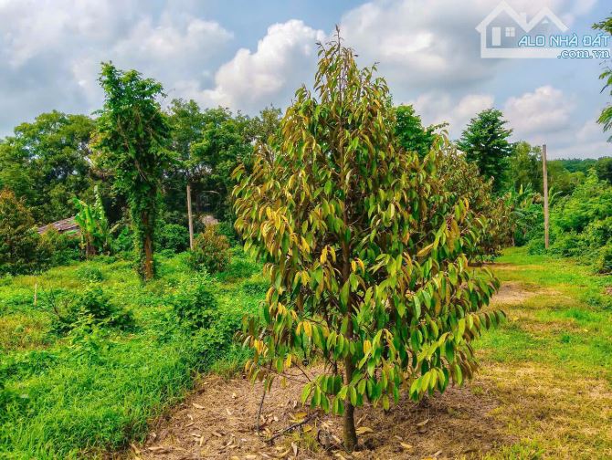NHÀ VƯỜN CÂY ĂN TRÁI VIEW SUỐI, SẴN THỔ CƯ, KẾ BÊN CÁC KHU NGHỈ DƯỠNG, NHÀ VƯỜN ĐẸP