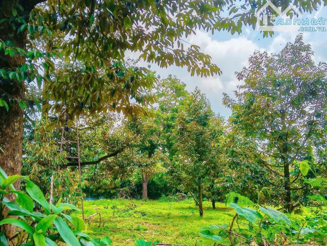 NHÀ VƯỜN CÂY ĂN TRÁI VIEW SUỐI, SẴN THỔ CƯ, KẾ BÊN CÁC KHU NGHỈ DƯỠNG, NHÀ VƯỜN ĐẸP - 2