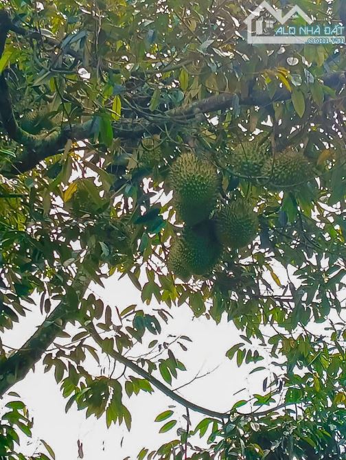 NHÀ VƯỜN CÂY ĂN TRÁI VIEW SUỐI, SẴN THỔ CƯ, KẾ BÊN CÁC KHU NGHỈ DƯỠNG, NHÀ VƯỜN ĐẸP - 5