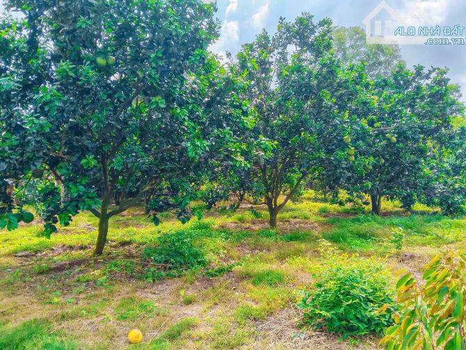 NHÀ VƯỜN CÂY ĂN TRÁI VIEW SUỐI, SẴN THỔ CƯ, KẾ BÊN CÁC KHU NGHỈ DƯỠNG, NHÀ VƯỜN ĐẸP - 8