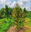 NHÀ VƯỜN CÂY ĂN TRÁI VIEW SUỐI, SẴN THỔ CƯ, KẾ BÊN CÁC KHU NGHỈ DƯỠNG, NHÀ VƯỜN ĐẸP