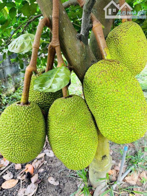 Bán lô đất hơn 1 ha qui hoạch full hồng mặt tiền Xóm Rạch, Bình Lợi, Vĩnh Cửu, giá 39.5 tỷ
