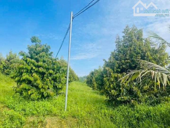 Bán vườn sầu riêng xã phú thịnh huyện Tân Phú tỉnh đồng Nai