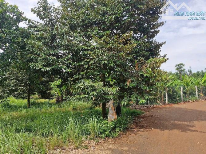 Đất vườn Láng Lớn 1100m² – 24m mặt tiền – nở hậu đẹp – giá tốt chỉ 1.7 tỷ