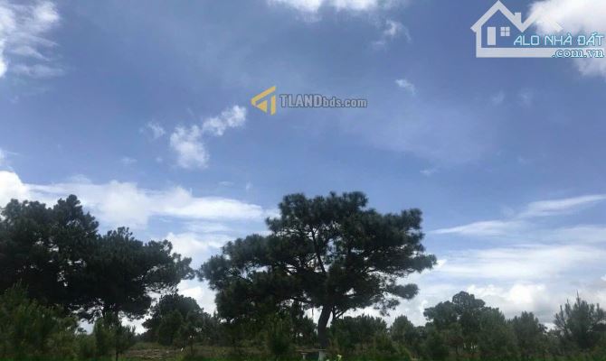 Bán nhà đất Đà Lạt, khu dân trí cao, Nguyễn Hữu Cảnh 239m2 đất bằng phẳng 11,7 tỷ - 1