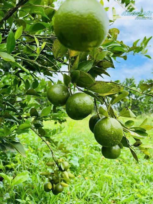 Bán lô đất hơn 1 ha qui hoạch full hồng mặt tiền Xóm Rạch, Bình Lợi, Vĩnh Cửu, giá 39.5 tỷ - 2