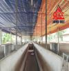 X081 Bán trang trại 3ha thích hợp chuyển đổi làm kho chứa hàng, Bình Minh, Trảng Bom.
