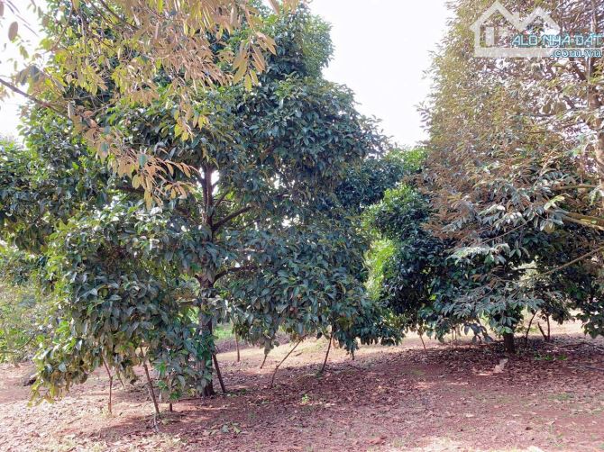 Bán hơn 1 mẫu 6 (16.240m2) đất Láng Lớn, huyện Châu Đức, BRVT - 1